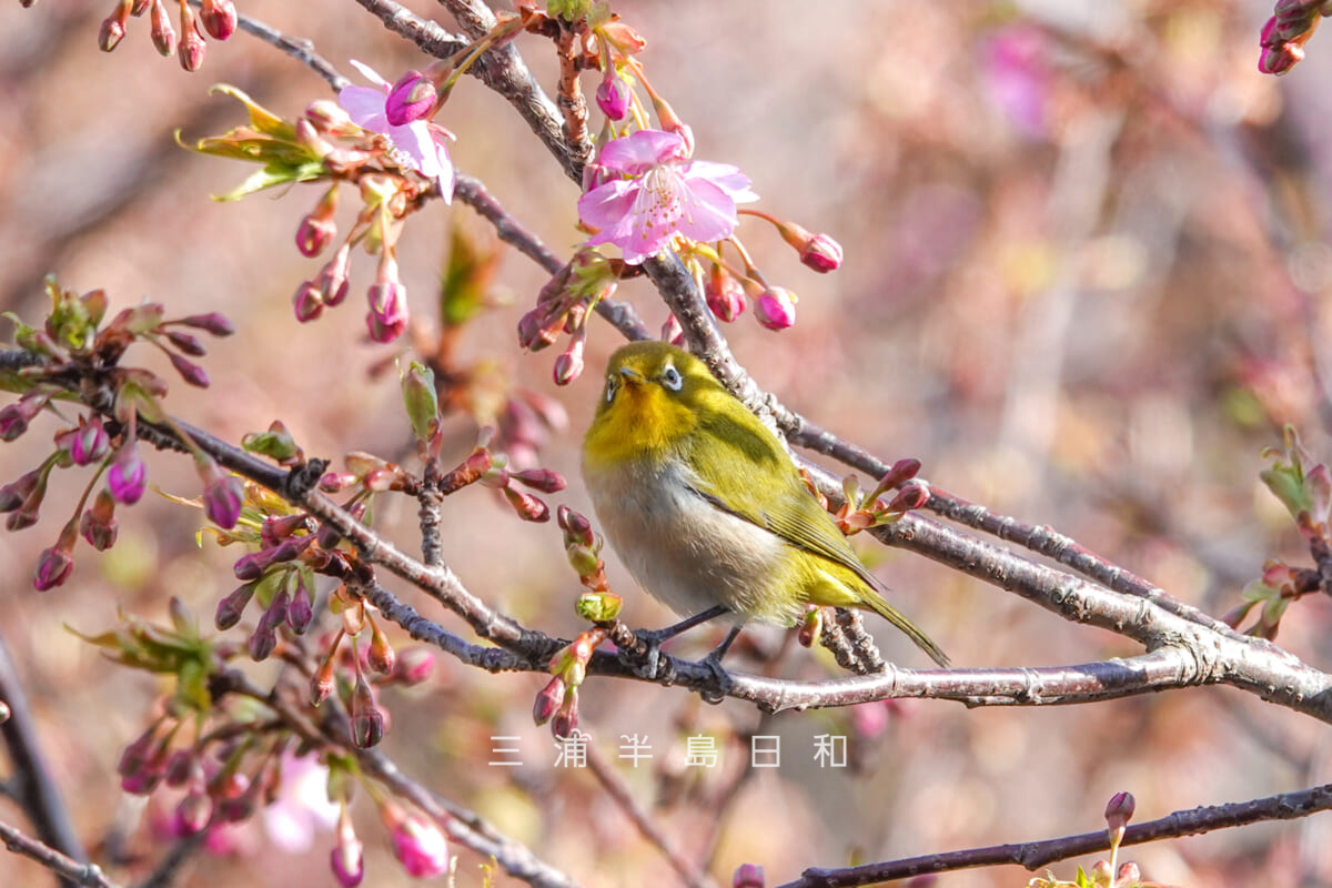 披露山公園・一分咲きの河津桜とメジロ（撮影日：2025.02.21）