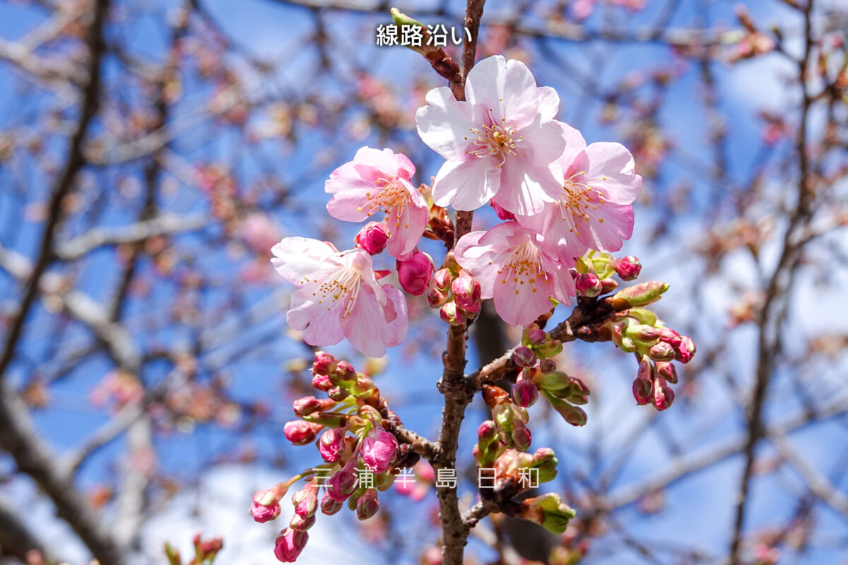 三浦海岸河津桜・開花状況（撮影日：2025.02.14）