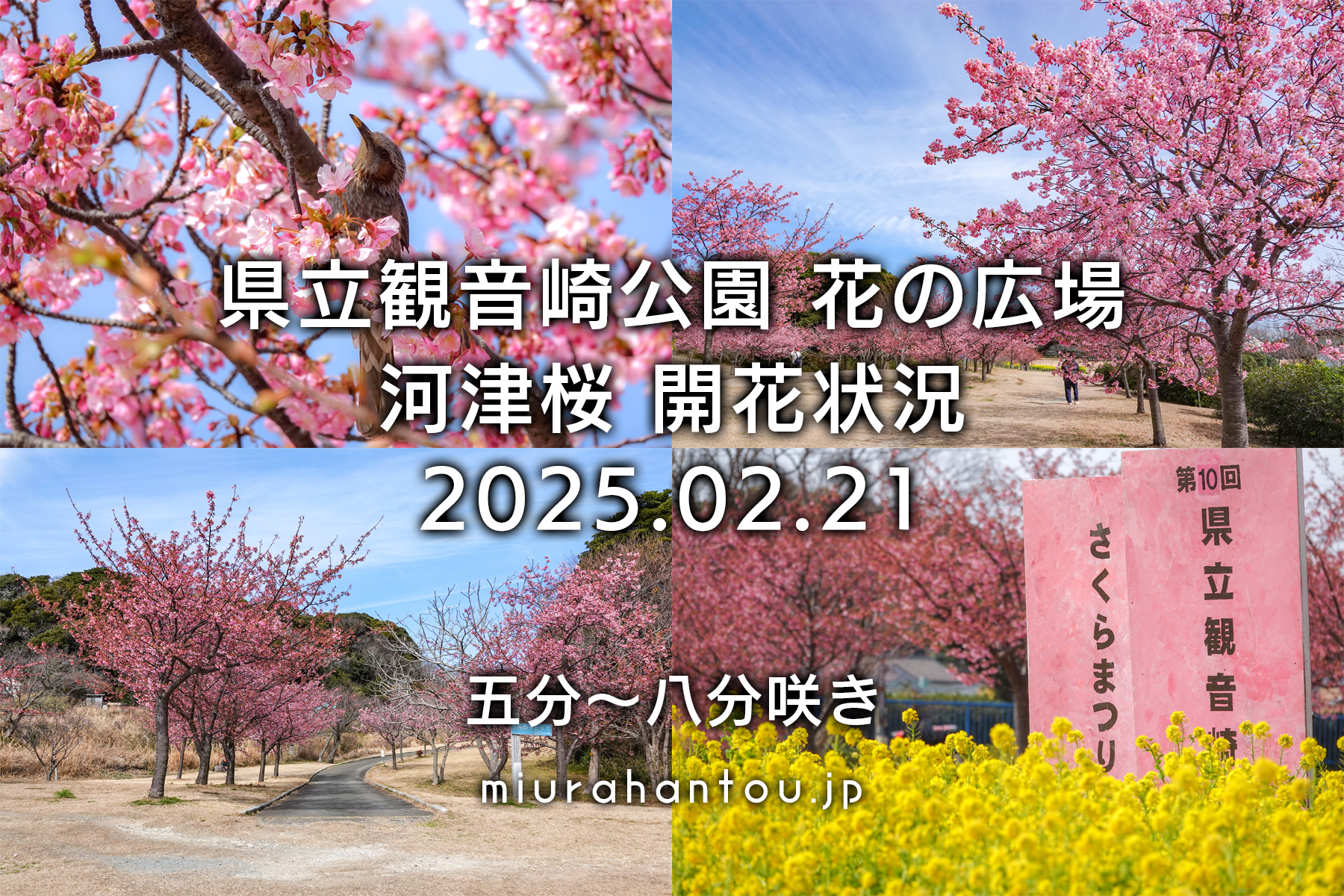 県立観音崎公園-花の広場・河津桜開花状況（撮影日：2025.02.21）