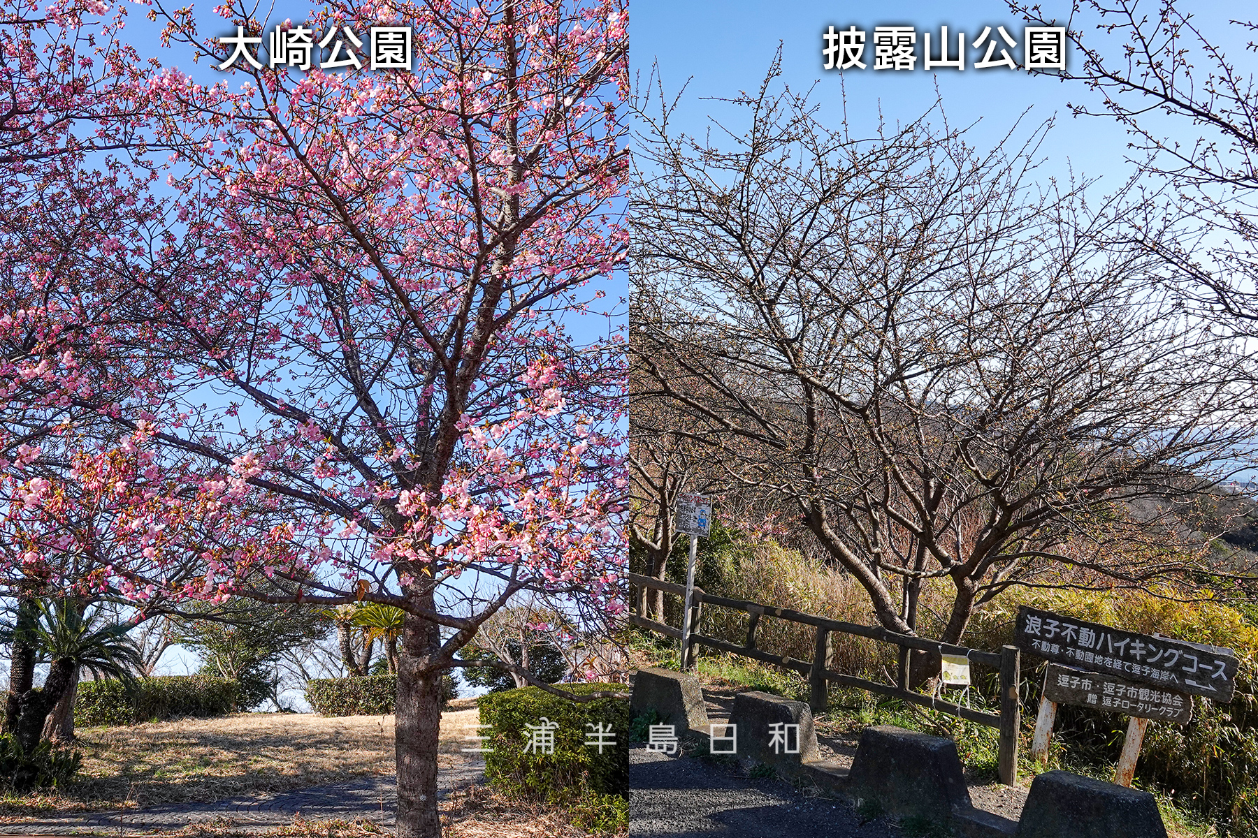 大崎公園＆披露山公園河津桜・開花状況（撮影日：2025.02.14）