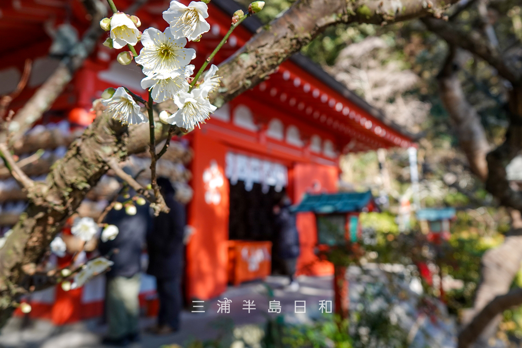 荏柄天神社・社殿前の梅（撮影日：2025.02.07）