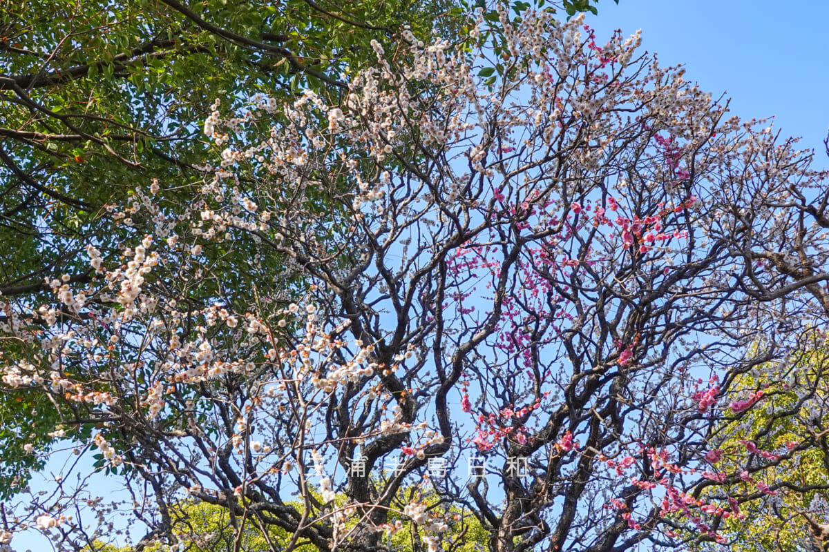 宝戒寺（萩の寺）・紅白咲き分けの梅「思いのまま」（撮影日：2025.03.07）