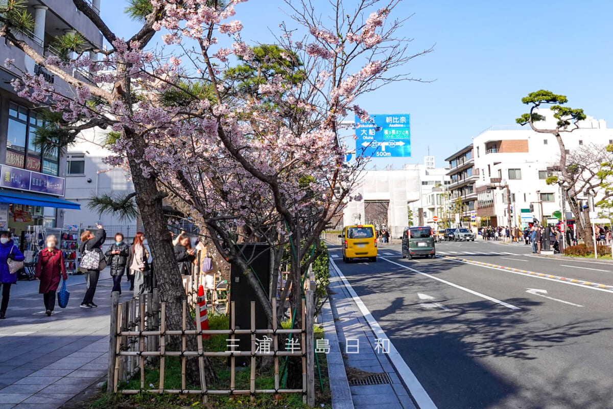 鶴岡八幡宮-若宮大路・ほぼ満開の玉縄桜（二の鳥居左手前）（撮影日：2025.03.07）