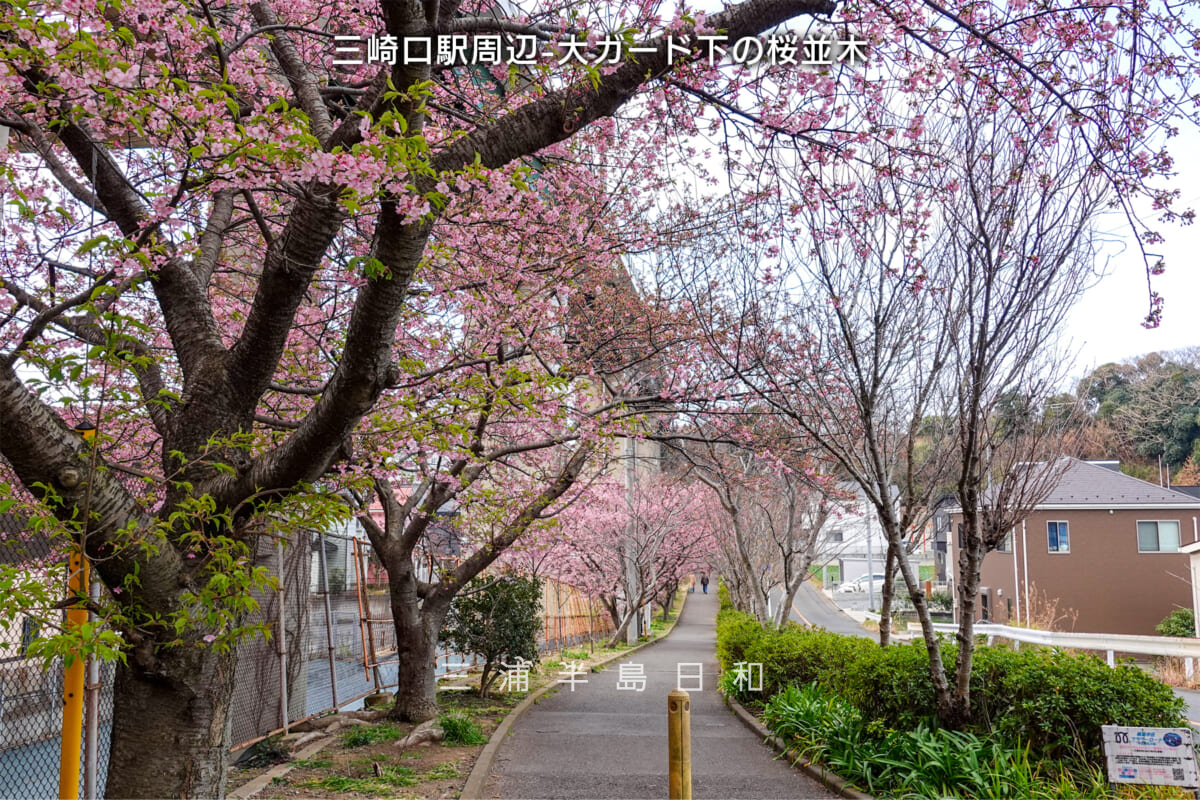 三崎口駅周辺-大ガード下の桜並木・河津桜開花状況（撮影日：2025.02.28）