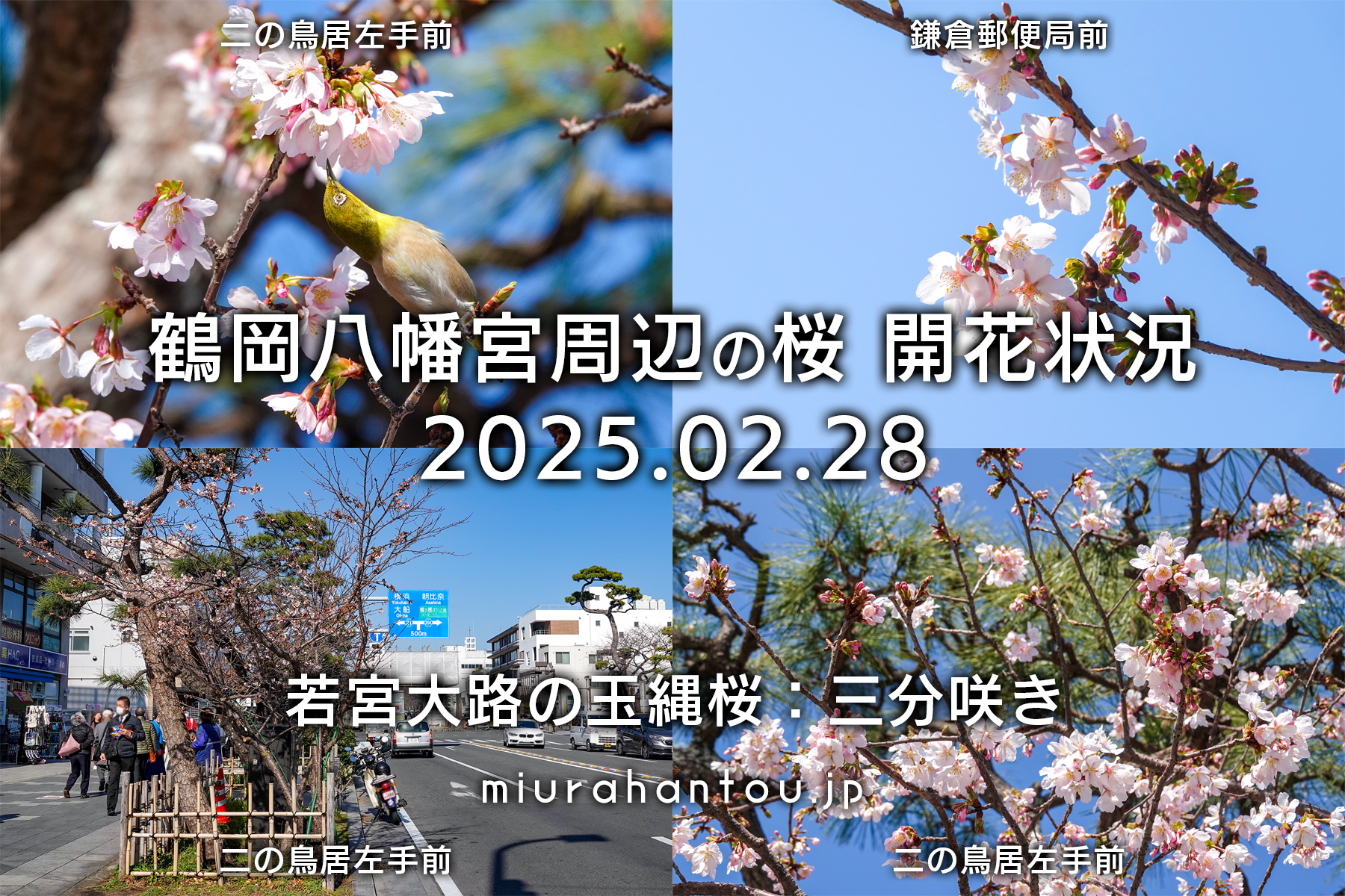 鶴岡八幡宮周辺の桜・開花状況（撮影日：2025.02.28）