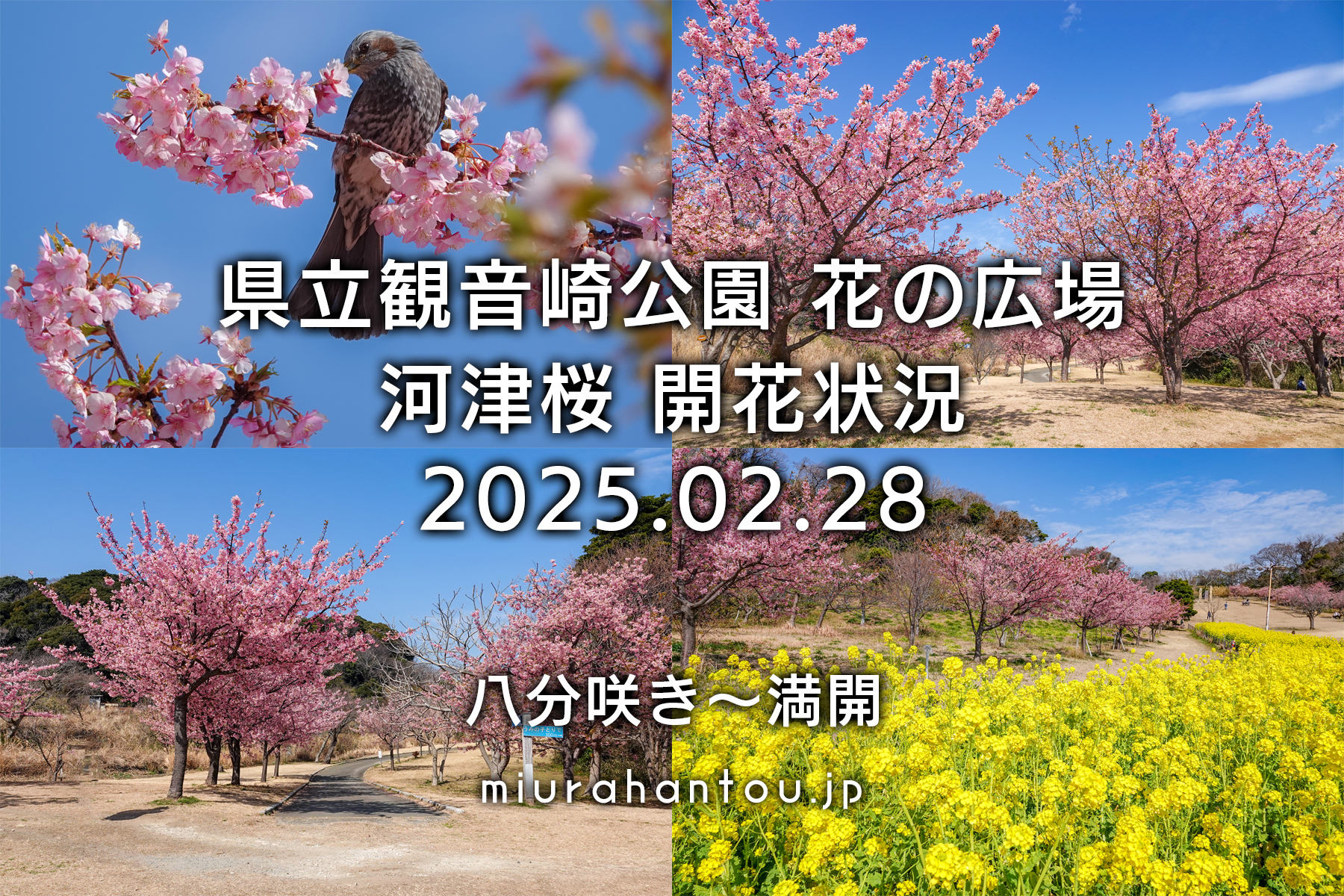 県立観音崎公園-花の広場・河津桜開花状況（撮影日：2025.02.28）