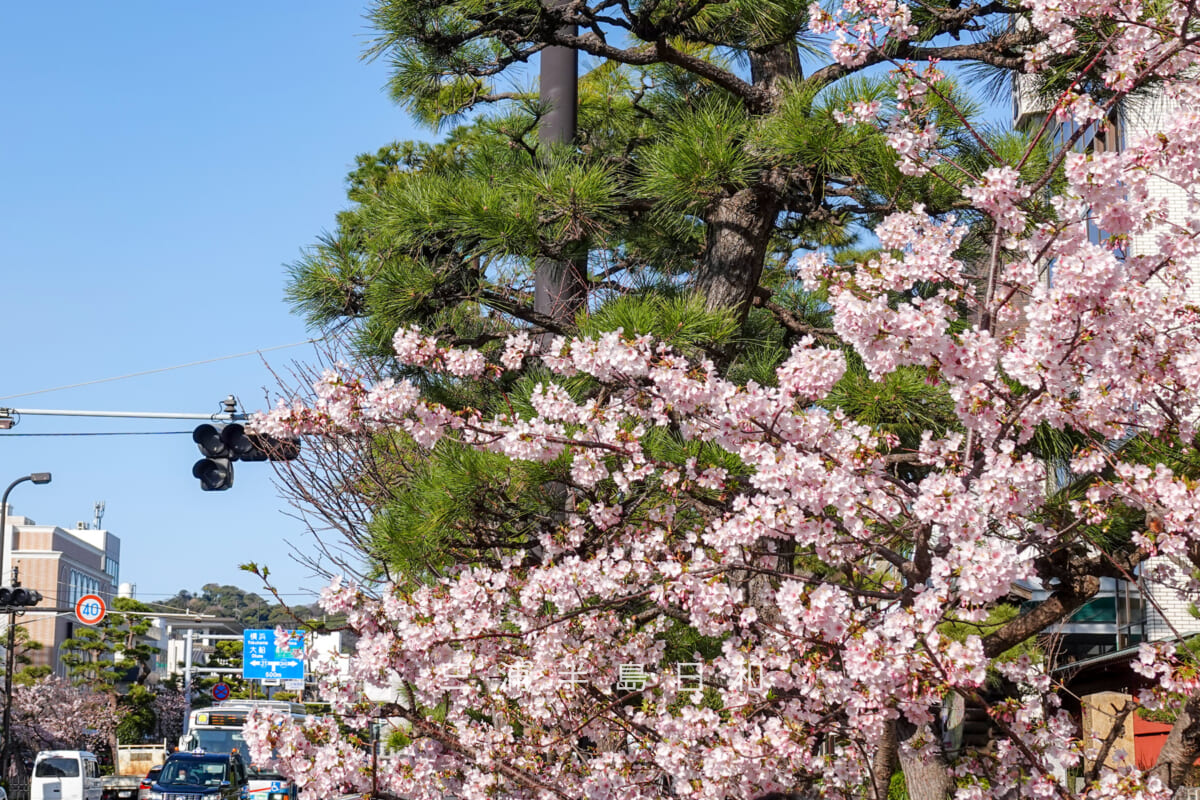 鶴岡八幡宮-若宮大路・ほぼ満開の玉縄桜（撮影日：2025.03.07）