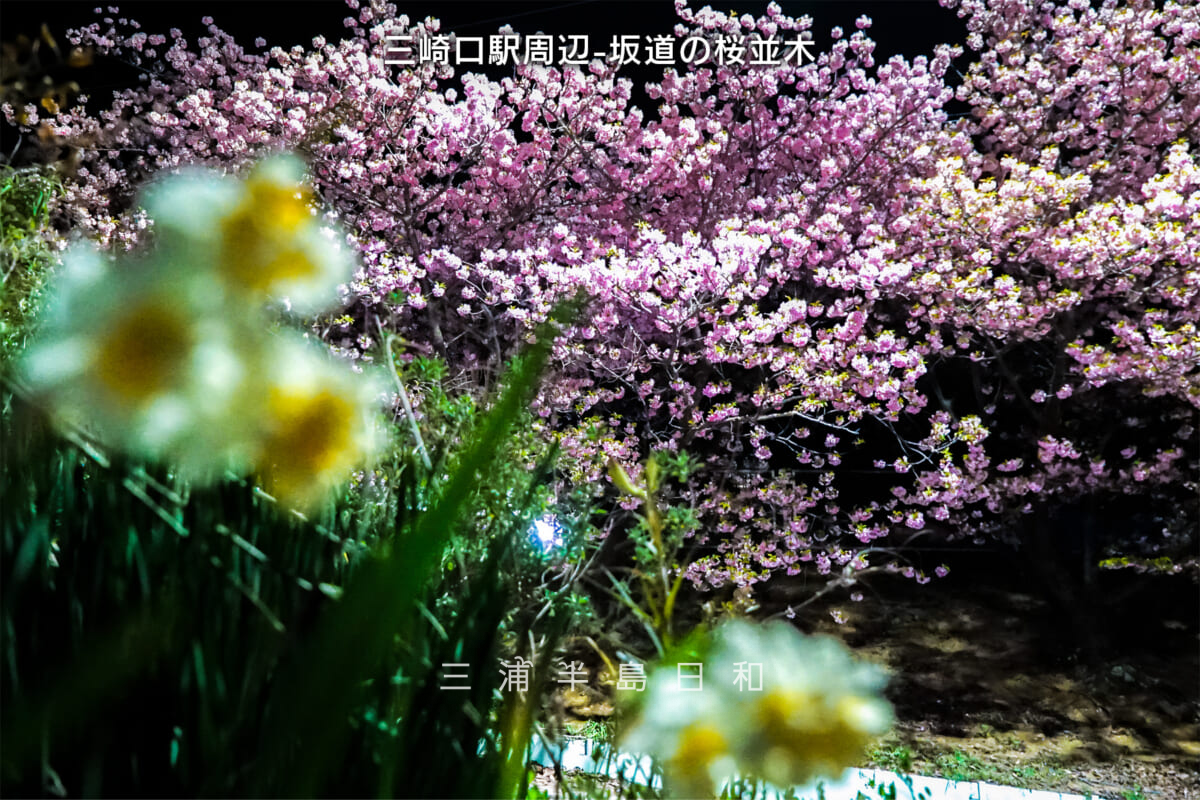 三崎口駅周辺-坂道の桜並木（街灯の灯りによる水仙越しの夜桜）・河津桜開花状況（撮影日：2025.03.02）