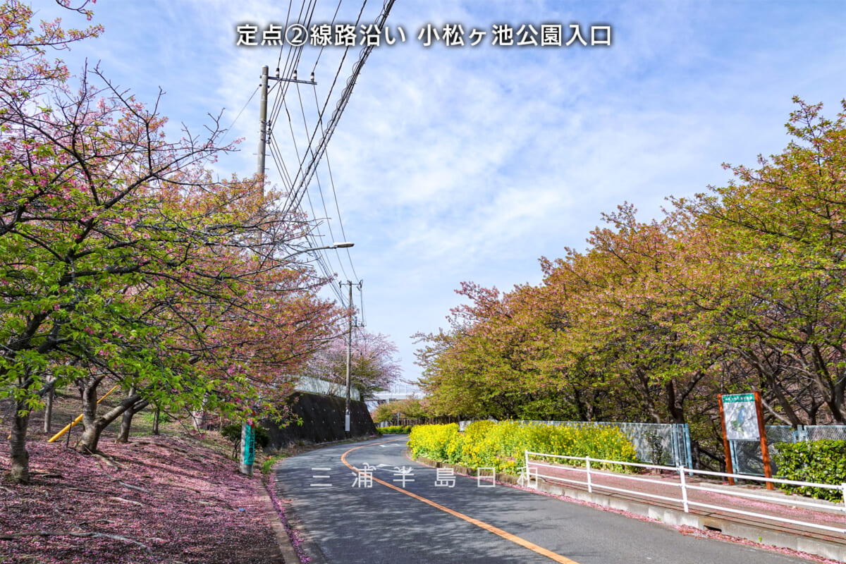 三浦海岸河津桜・開花状況-2（撮影日：2025.03.14）