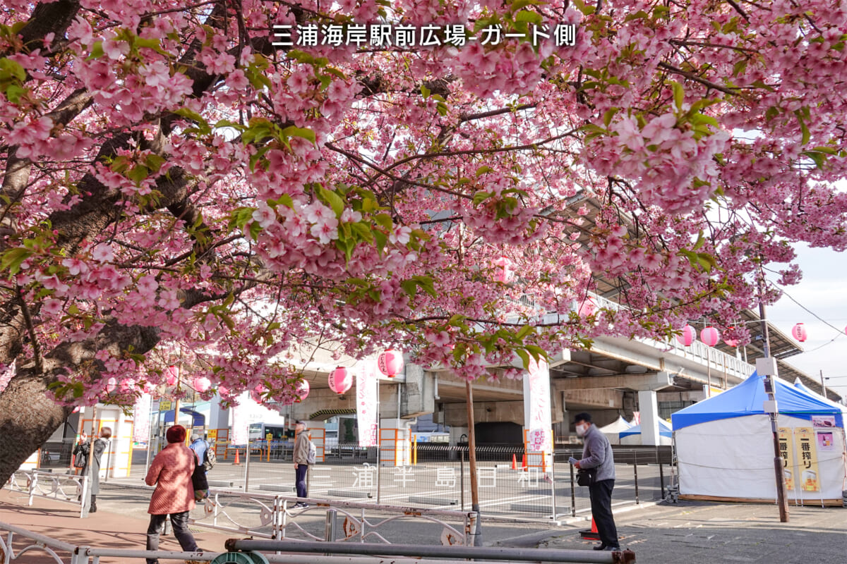 三浦海岸駅前広場-ガード側・河津桜開花状況（撮影日：2025.02.28）