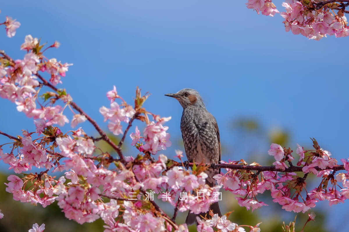 県立観音崎公園-花の広場・河津桜の品定め中のヒヨドリ（撮影日：2025.02.28）