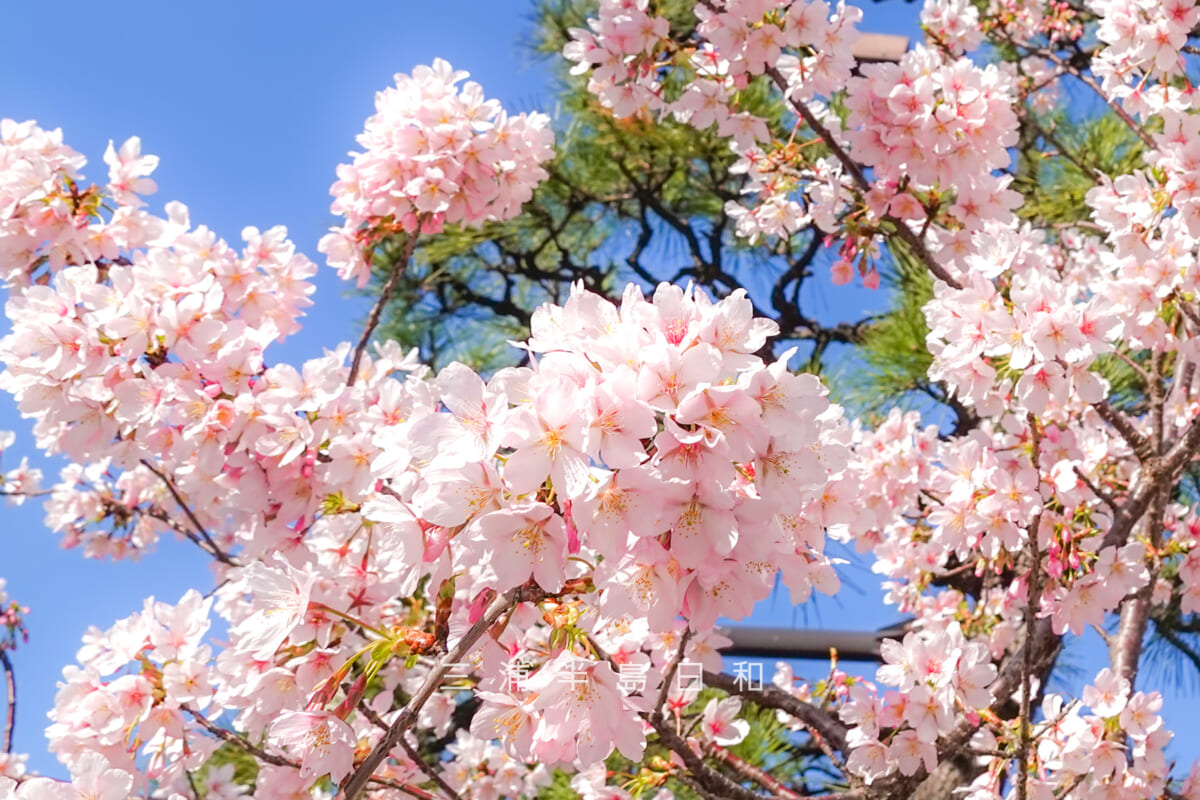 鶴岡八幡宮-若宮大路・ほぼ満開の玉縄桜（アップ）（鎌倉郵便局前）（撮影日：2025.03.07）