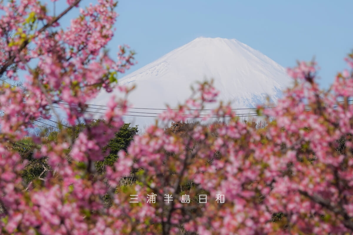 三浦海岸河津桜・河津桜越しの富士山（撮影日：2025.03.07）