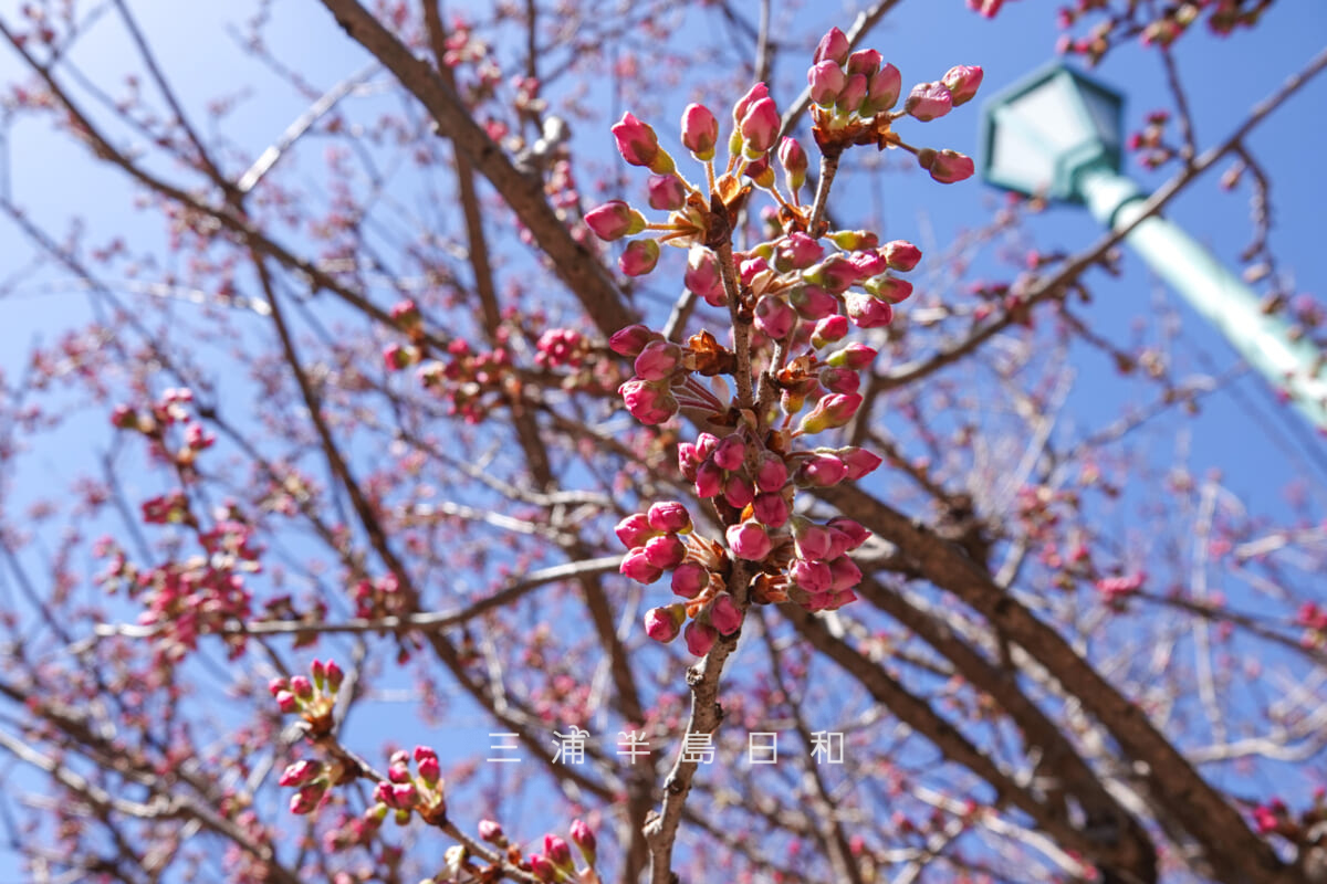 県立観音崎公園-パークセンター・開花直前の春めき桜のつぼみ（撮影日：2025.03.07）