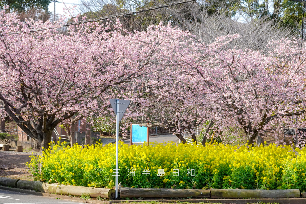 小松ヶ池公園・河津桜並木からの入口付近の早咲きの桜と菜の花（撮影日：2025.03.14）