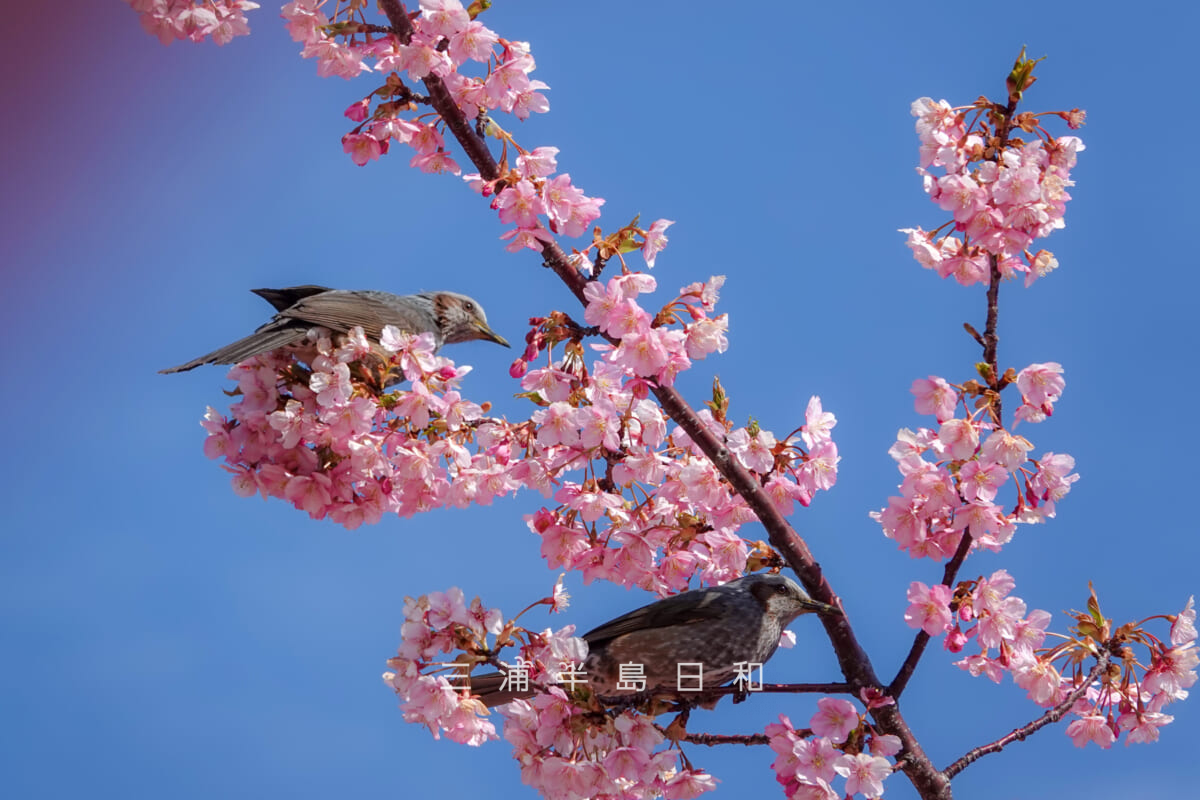 県立観音崎公園-花の広場・満開の河津桜とヒヨドリたち（撮影日：2025.02.21）