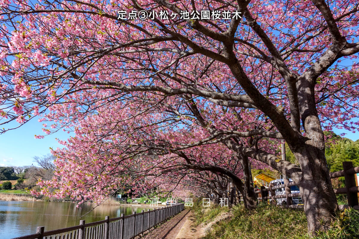 三浦海岸河津桜・開花状況-3（撮影日：2025.03.07）