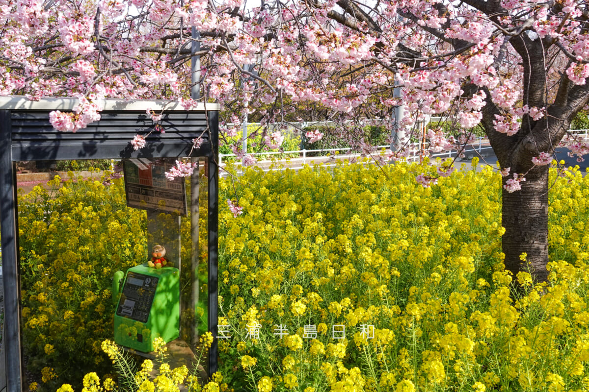 小松ヶ池公園・河津桜並木からの入口付近の早咲きの桜と菜の花と電話ボックス（撮影日：2025.03.14）