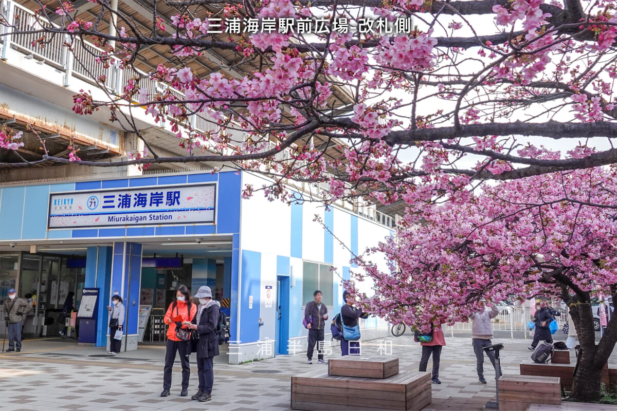 三浦海岸駅前広場-改札側・河津桜開花状況（撮影日：2025.02.28）