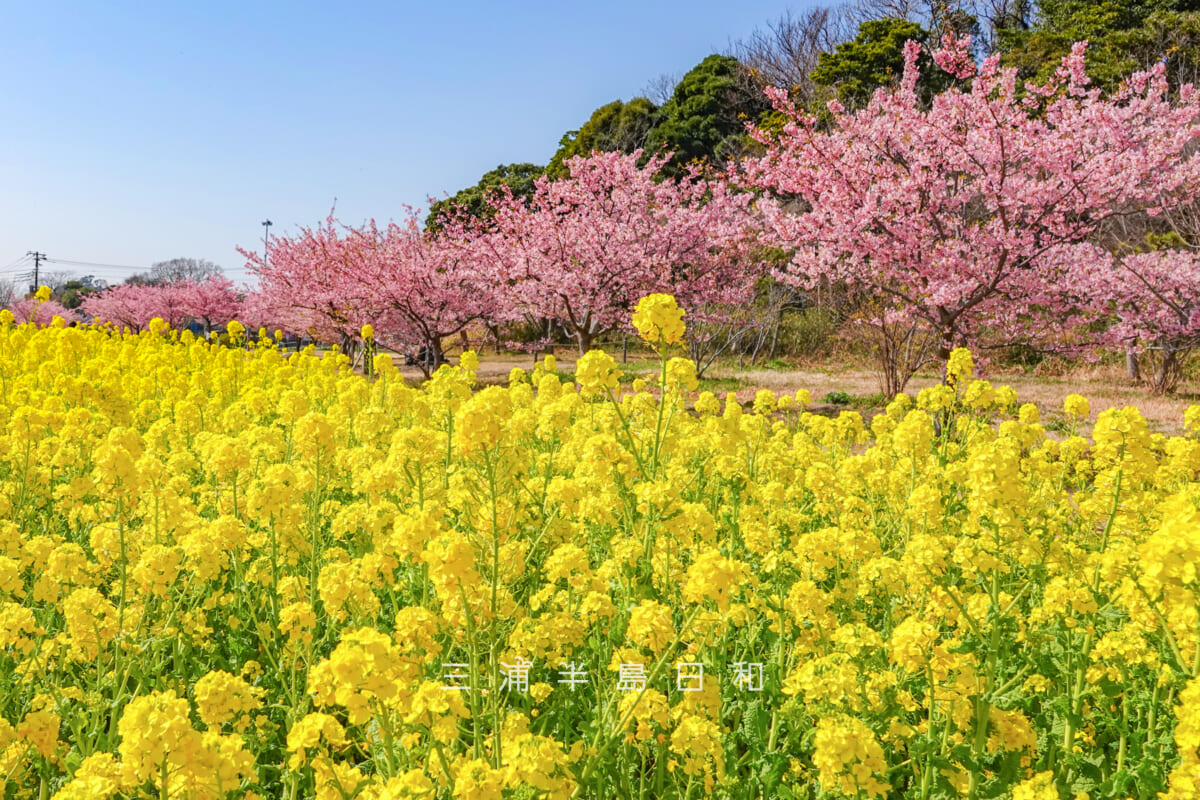 県立観音崎公園-花の広場・河津桜と菜の花のコラボ（撮影日：2025.02.28）