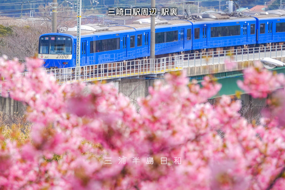 三崎口駅周辺-駅裏の河津桜・京急2100形ブルースカイトレイン（撮影日：2025.02.28）