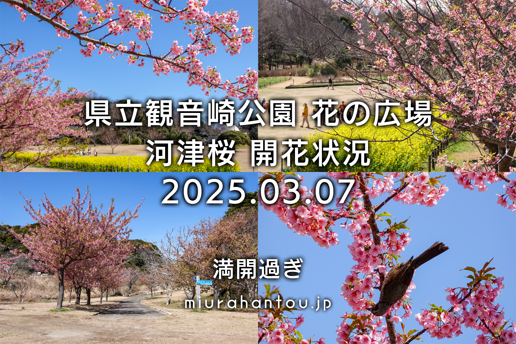 県立観音崎公園-花の広場・河津桜開花状況（撮影日：2025.03.07）