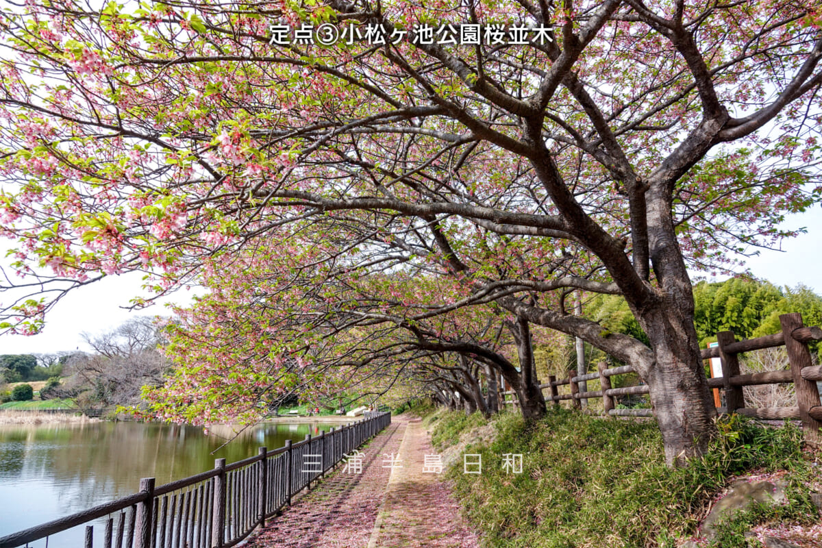 三浦海岸河津桜・開花状況-3（撮影日：2025.03.14）