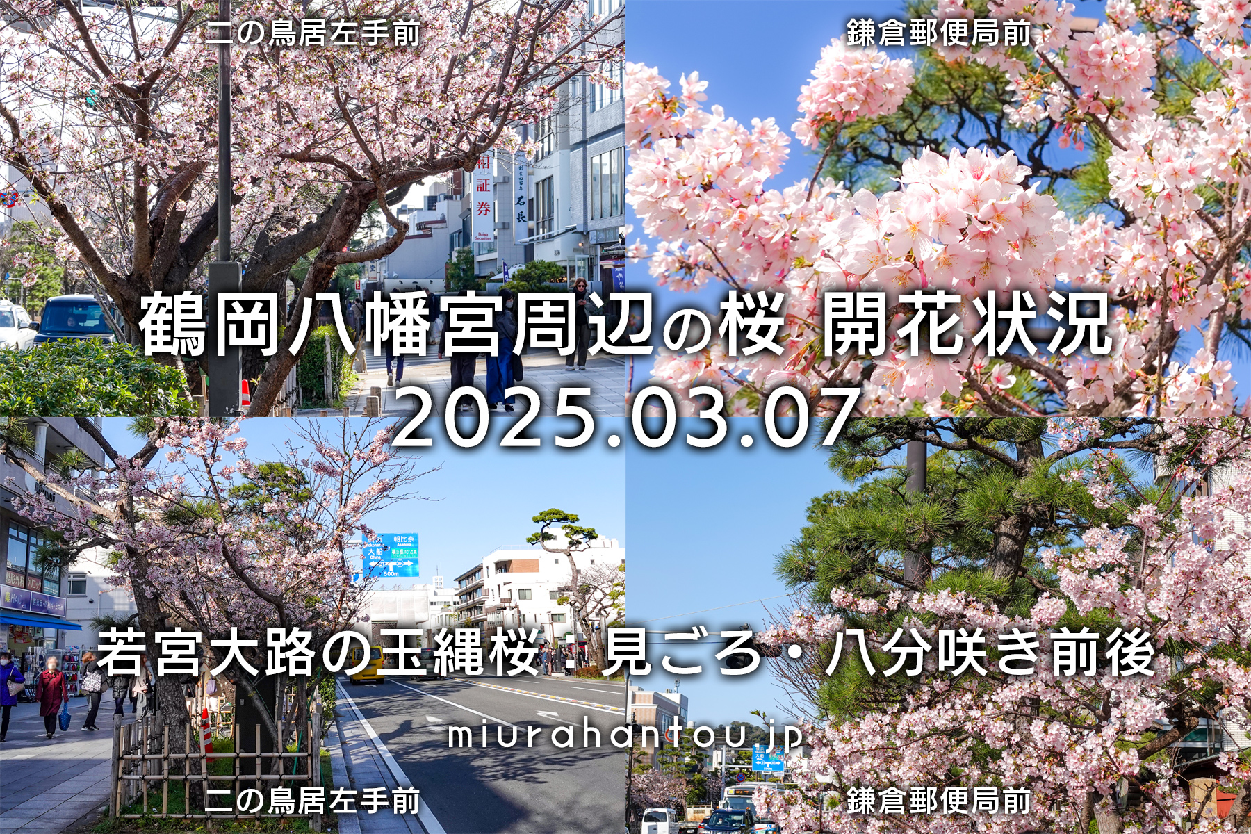 鶴岡八幡宮周辺の桜・開花状況（撮影日：2025.03.07）