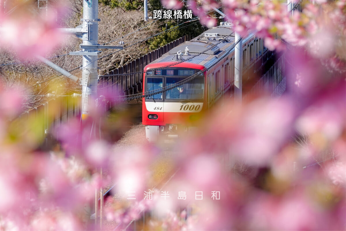 三浦海岸河津桜・開花状況-7（撮影日：2025.03.07）