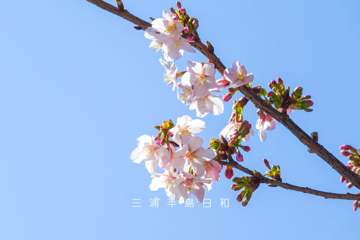 鶴岡八幡宮-若宮大路・三分咲きくらいの玉縄桜（鎌倉郵便局前）（アップ）（撮影日：2025.02.28）