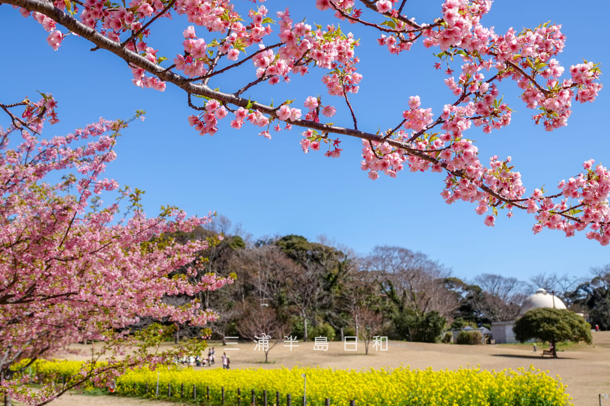 県立観音崎公園-花の広場・少し満開過ぎの河津桜と菜の花（撮影日：2025.03.07）