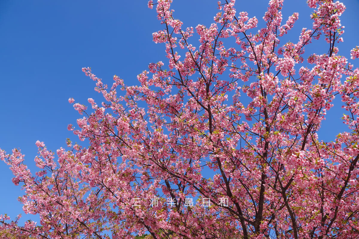 県立観音崎公園-花の広場・少し満開過ぎの河津桜を見上げる（撮影日：2025.03.07）