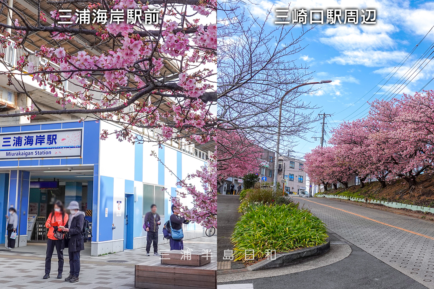 三浦海岸駅＆三崎口駅河津桜・開花状況（撮影日：2025.02.28）