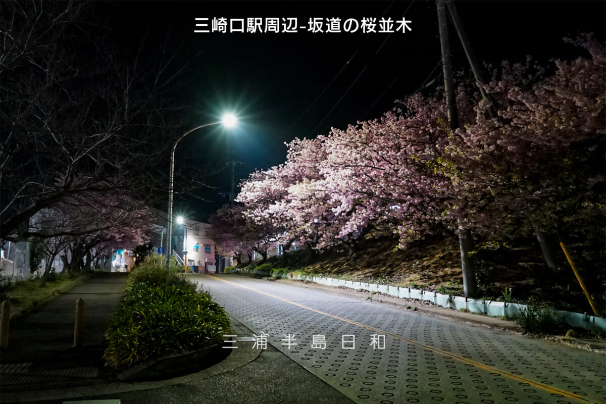 三崎口駅周辺-坂道の桜並木（街灯の灯りによる夜桜）・河津桜開花状況（撮影日：2025.03.02）