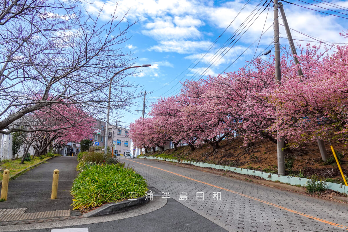 三崎口駅周辺-坂道の桜並木・河津桜開花状況(撮影日:2025.02.28)