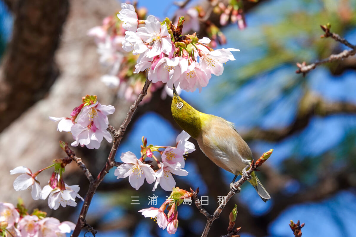 鶴岡八幡宮-若宮大路・三分咲きくらいの玉縄桜とメジロ（二の鳥居左手前）（撮影日：2025.02.28）