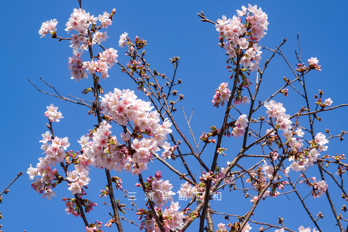 鶴岡八幡宮-若宮大路・五分～八分咲きの玉縄桜（二の鳥居左手前）（アップ）（撮影日：2025.03.07）