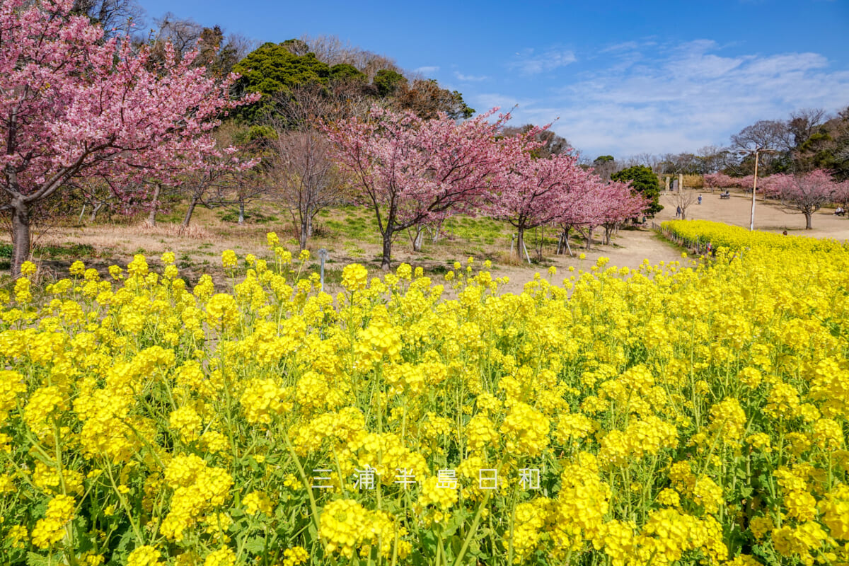 県立観音崎公園-花の広場・満開の菜の花畑と河津桜（撮影日：2025.02.28）