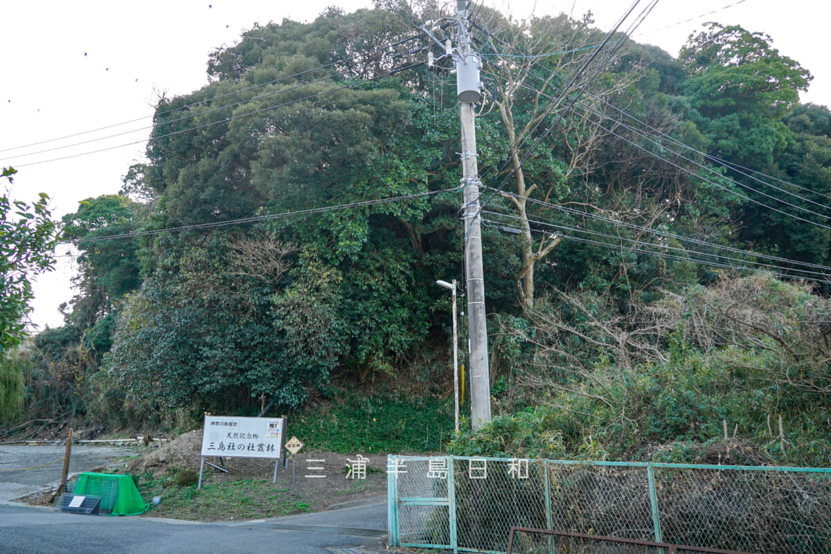 三島神社（武三島神社）・神奈川県指定天然記念物「三島社の社叢林」（撮影日：2025.01.24）