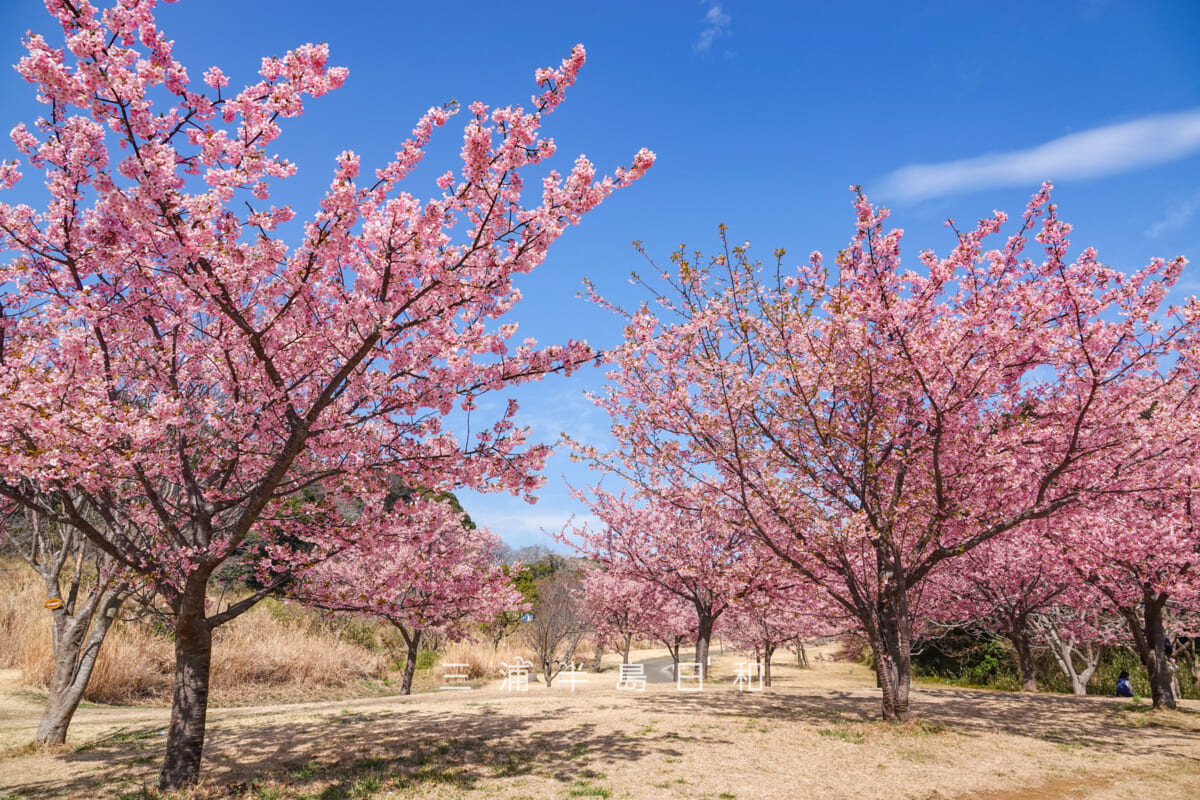県立観音崎公園-花の広場・鴨居3丁目の住宅地側の入口付近の河津桜（撮影日：2025.02.28）