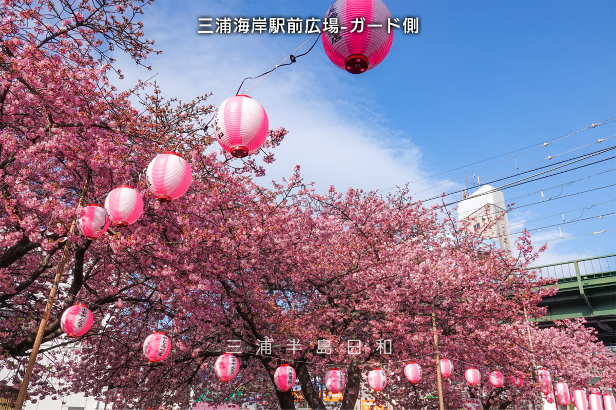 三浦海岸駅前広場-ガード側（見上げる）・河津桜開花状況（撮影日：2025.02.28）