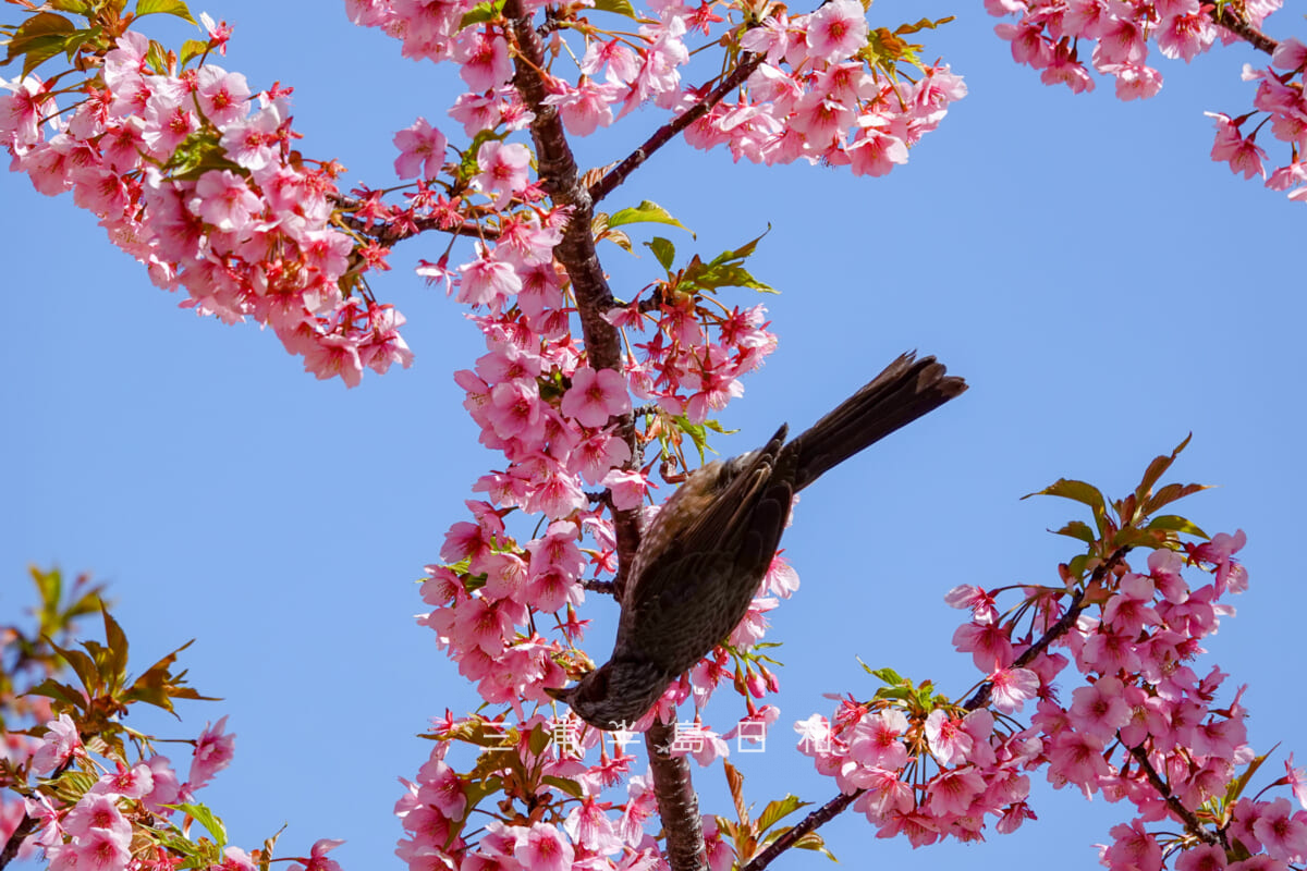 県立観音崎公園-花の広場・器用に河津桜の蜜を吸うヒヨドリ（撮影日：2025.03.07）