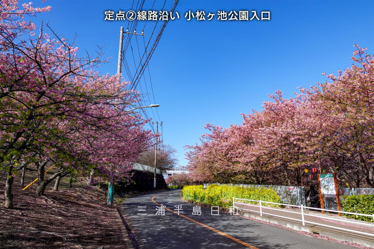 三浦海岸河津桜・開花状況-2（撮影日：2025.03.07）