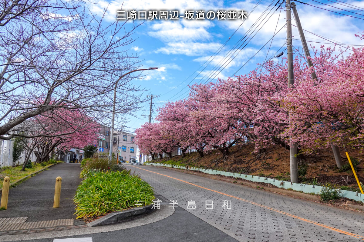 三崎口駅周辺-坂道の桜並木・河津桜開花状況（撮影日：2025.02.28）