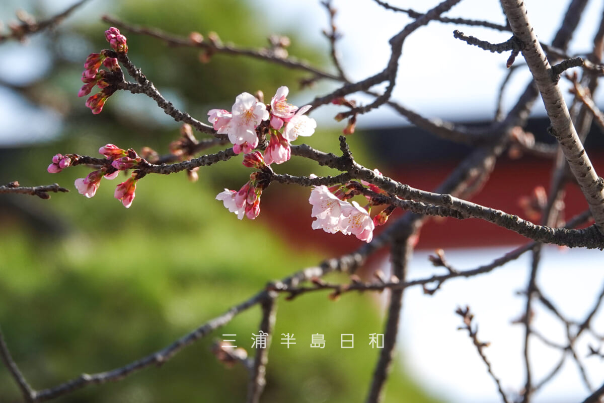 鶴岡八幡宮・開花しはじめた平家池ほとりの早咲きの桜（撮影日：2025.03.07）