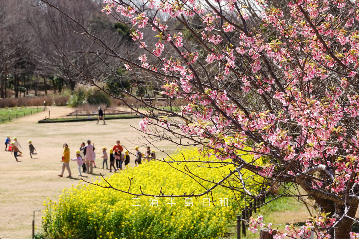 県立観音崎公園-花の広場・少し満開過ぎの河津桜と菜の花と園児たち（撮影日：2025.03.07）