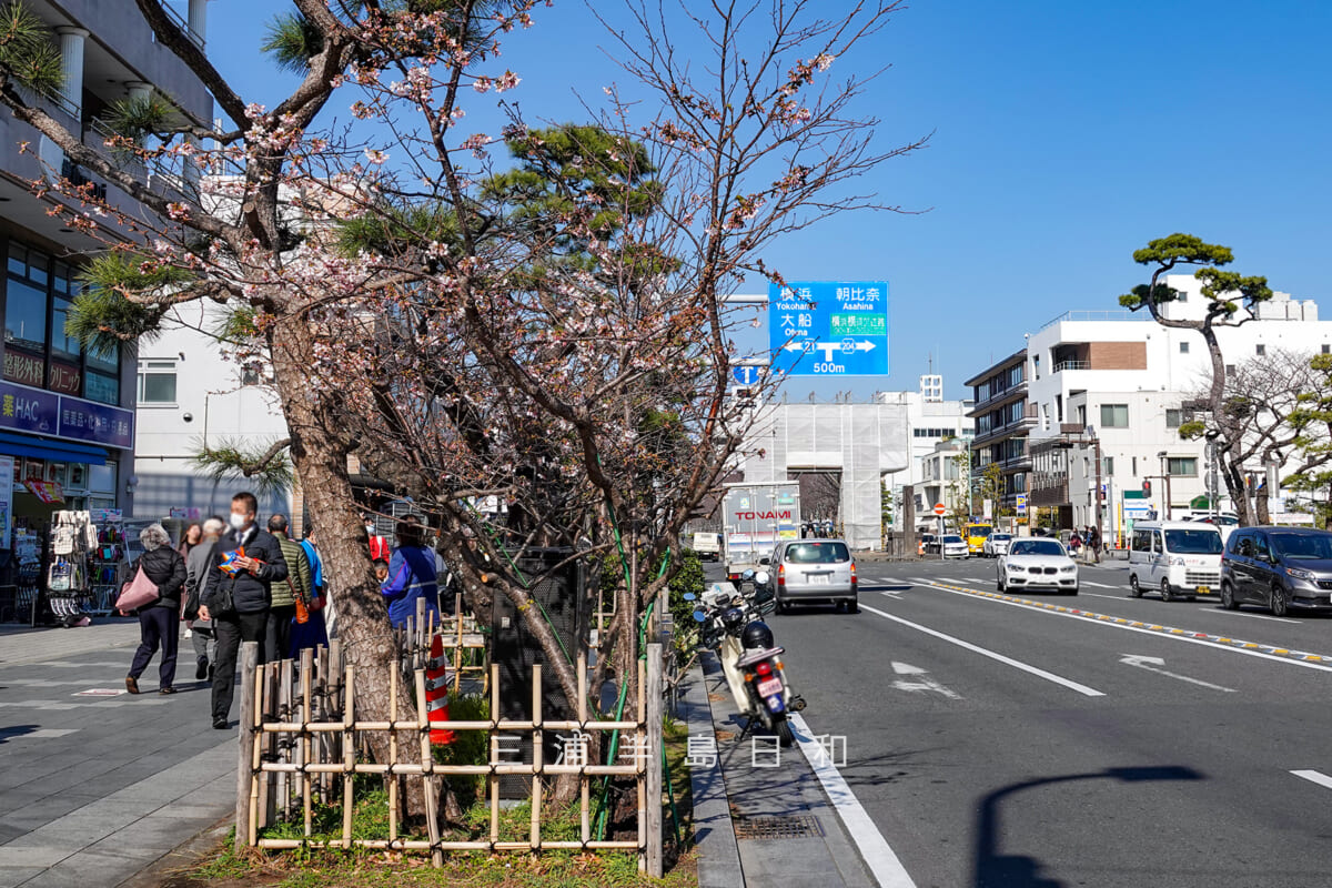 鶴岡八幡宮-若宮大路・三分咲きくらいの玉縄桜（二の鳥居左手前）（撮影日：2025.02.28）