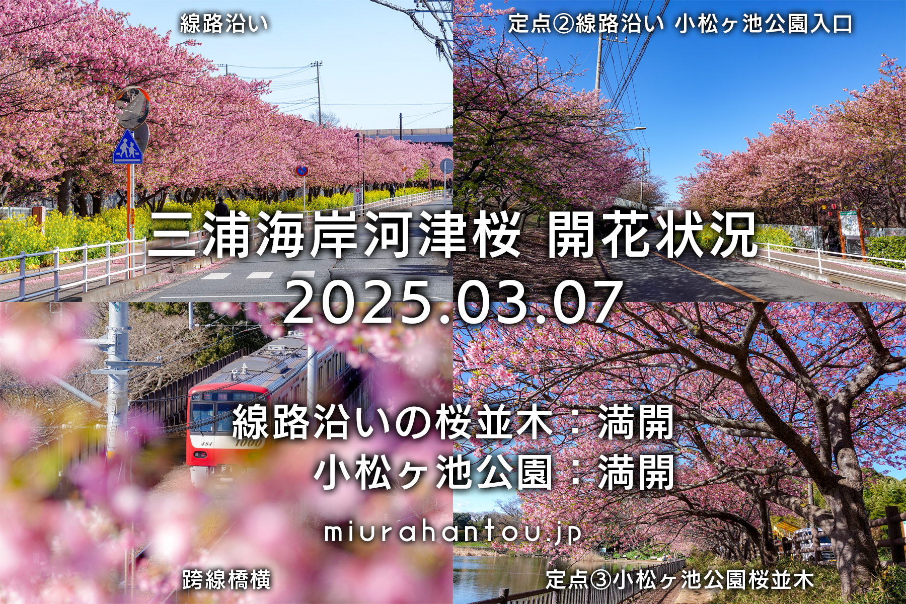 三浦海岸河津桜・開花状況（撮影日：2025.03.07）