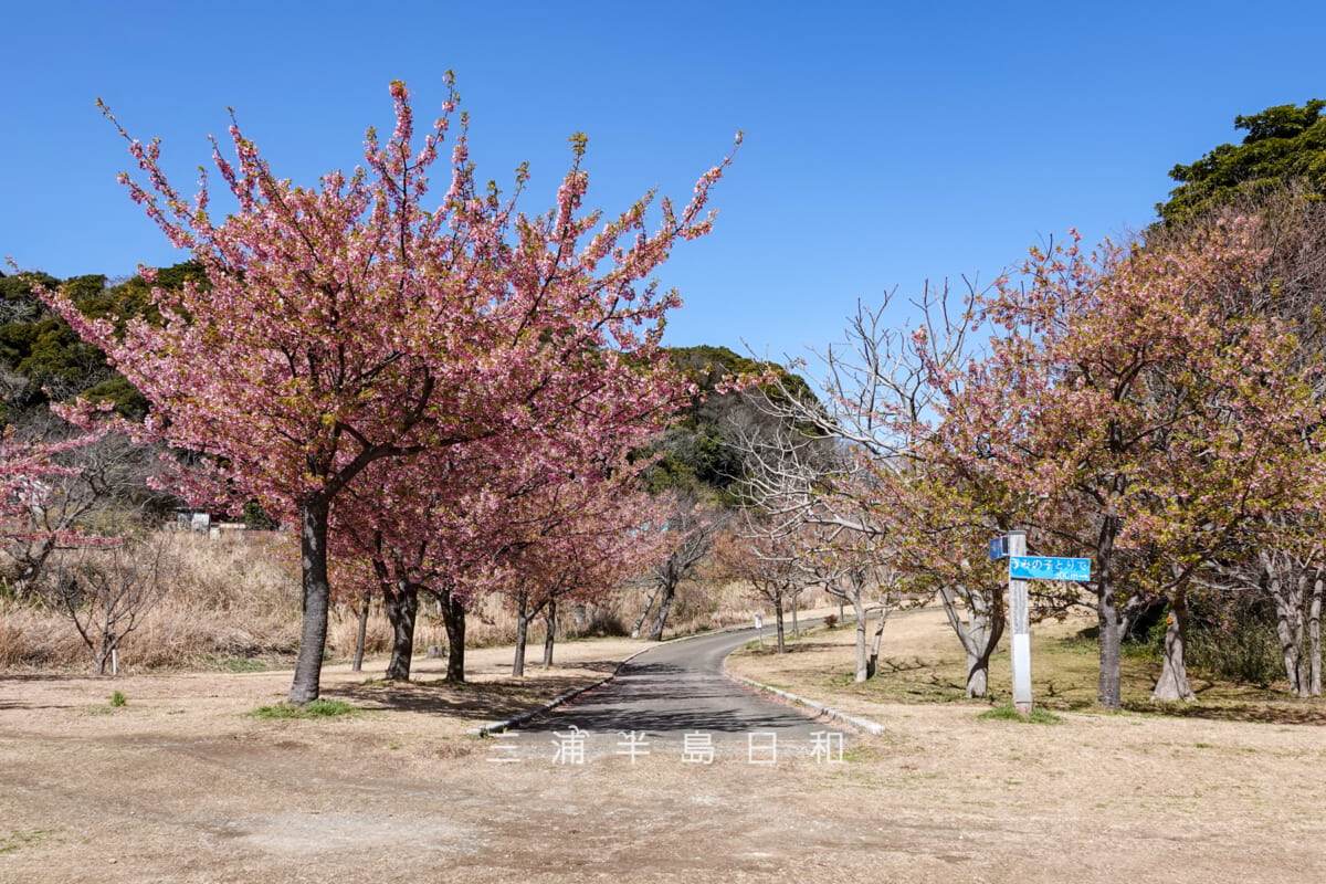 県立観音崎公園-花の広場・鴨居3丁目の住宅地側の河津桜エリア（撮影日：2025.03.07）