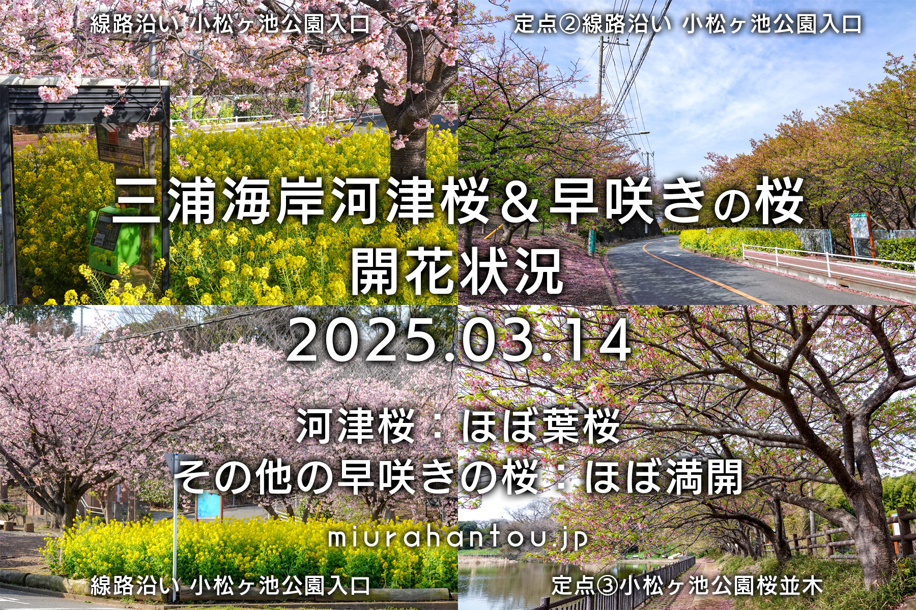 三浦海岸河津桜・開花状況（撮影日：2025.03.14）